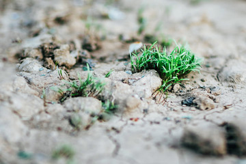 A small sprout of dill sprouts from the ground. Organic seedlings, a generation of green plants, a new concept of life.