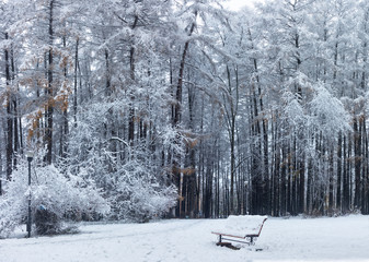 Trees in frost at the beginning of winter in the Park