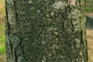 The trunk of a green tree. Tree trunk.