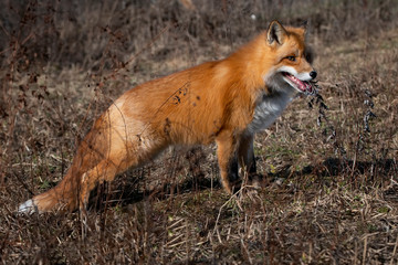 Naklejka na ściany i meble Little red fox in a field with dry grass