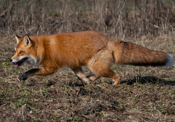 Little wild fox in a field with dry grass
