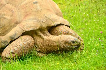 Close up of a tortoise