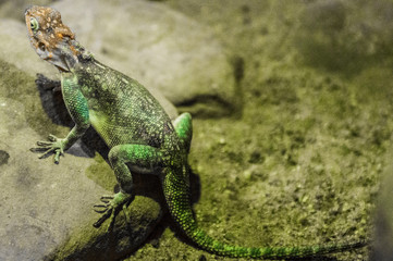 Colorful Agama reptile laying on a rock portraited in the zoo