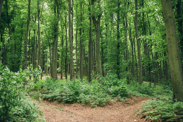 Fototapeta na wymiar Tranquil scene in the deep green beech forest with a path trail outdoors. Fork road and junction concept.