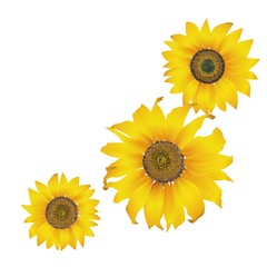 Fototapeta premium 三輪のひまわり