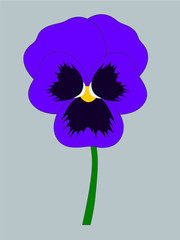 Pansy flower isolated. Flat design. Botanical illustration.