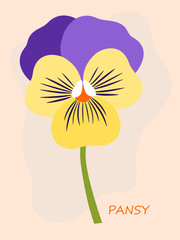 Pansy flower isolated on pastel colour background. Flat design. Botanical illustration.