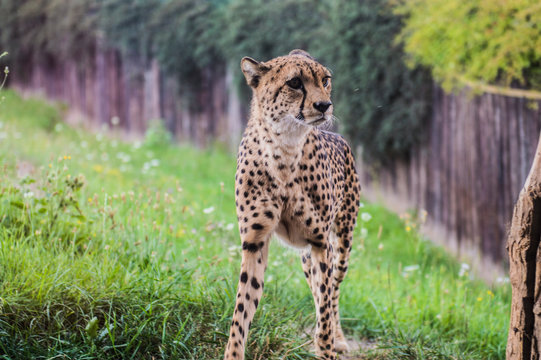 Beautiful Cheetah standing in the nature 