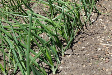 Obraz premium Onions growing in a vegetable garden.