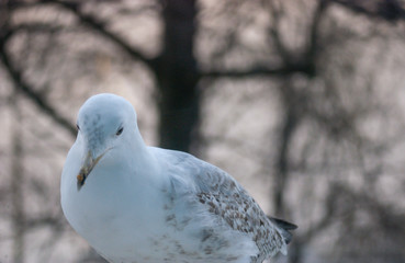 Seagull's portrait