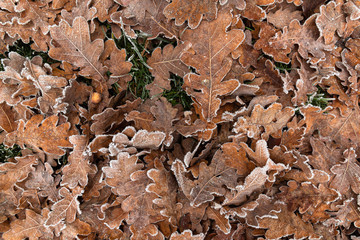 Winter Fallen Red Oak Leaves In Hoarfrost And One Acorn Lie On The Green Grass, Natural Pattern. Autumn Leaves On The Ground.Autumn Leaves Background - 346181126