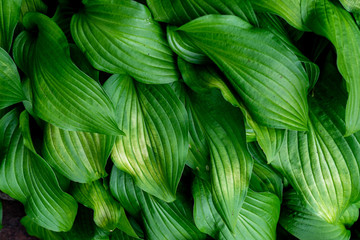 ギボウシの葉脈