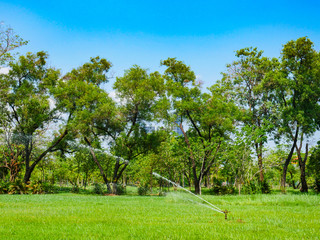 trees and sky