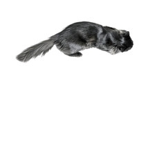 Black cat crosses a white surface, top view