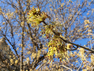 Maple tree blossoms in spring in park