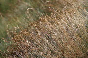Pasto para los animales de montaña