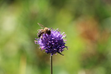 Hoy para comer... flores