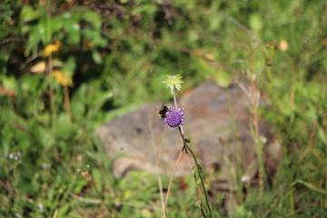 Hoy para comer... flores