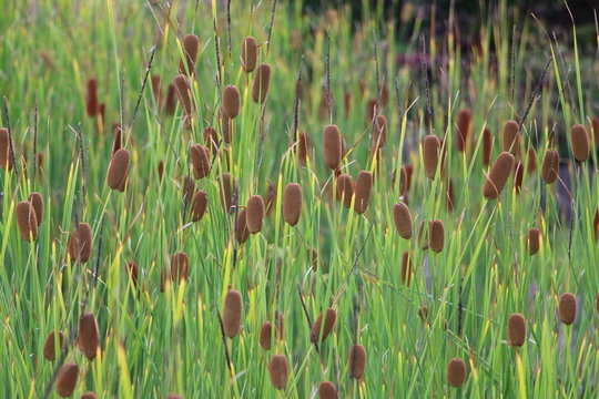 Flores "tapon de corcho"