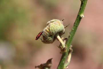 Hoy para comer... flores