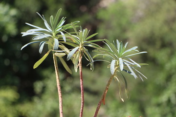 trio de plantas