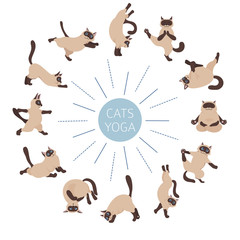 Cats yoga. Siamese cats. Different yoga poses and exercises