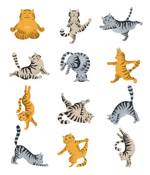 Cats yoga. Different yoga poses and exercises. Striped and tabby cat colors