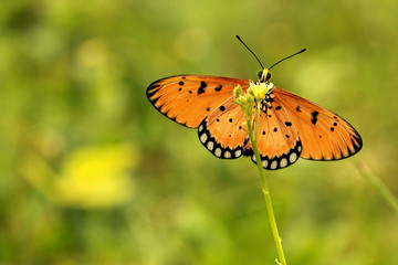 butterfly on a flower
