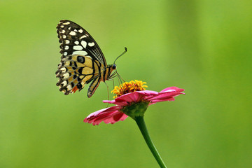 butterfly on flower
