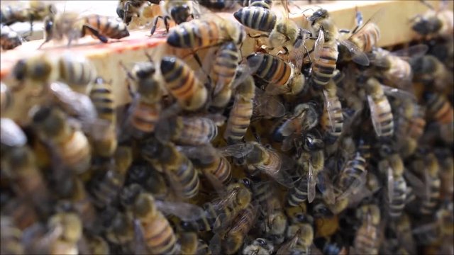 Honigbienen arbeiten auf dem Rahmen der Bienenwaben im Bienenstock