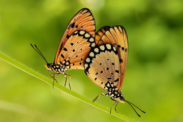 butterfly on leaf