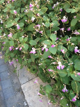 pink and white flowers