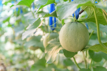 Fresh melon in greenhouse