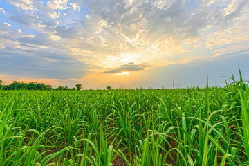 sugarcane field in sunset time - obrazy, fototapety, plakaty