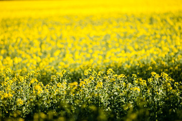 A crop of rapeseed plants in mid summer ready for harvest to make oil.