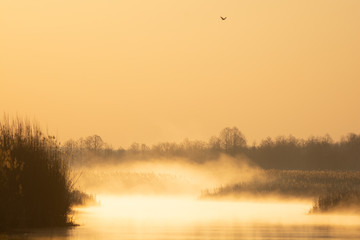 Wschód słońca nad rzeką Narew