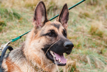 German shepherd smiling, portrait of a shepherd in a field, dog close-up