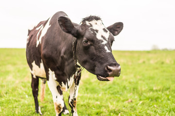 A dairy cow grazes in a meadow and eats green grass.