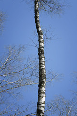 European birch trunk with a black pattern on the bark against a blue sky