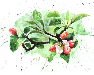Hand drawn watercolor wild apple tree blossom - 346184127