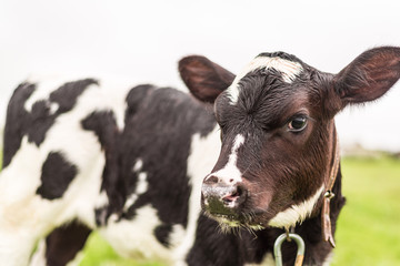 A calf grazes in a field of green grass and turns its head to look at the camera.