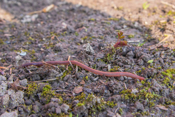 Earthworm (lat. Lumbricina) on the surface after rain.
