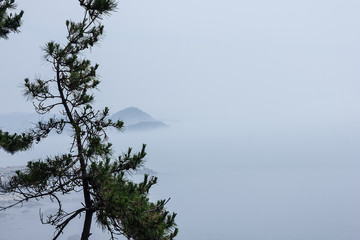 Pine, fog, sea.