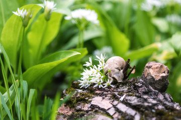 Snail in the flowering ramson (wild leek or wild garlic), natural animal background