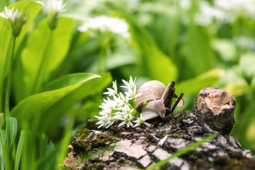 Snail in the flowering ramson (wild leek or wild garlic), natural animal background