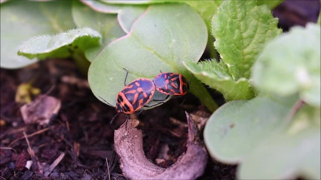 Eurydema, Wanzen, bei der Paarung im Fr&uuml;hling auf Radieschen-Keimlingen