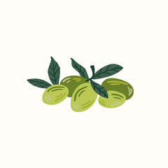 Green olives on a branch isolated on a white background. Hand draw cartoon Scandinavian nordic design style for fashion or interior or cover or textile or background.