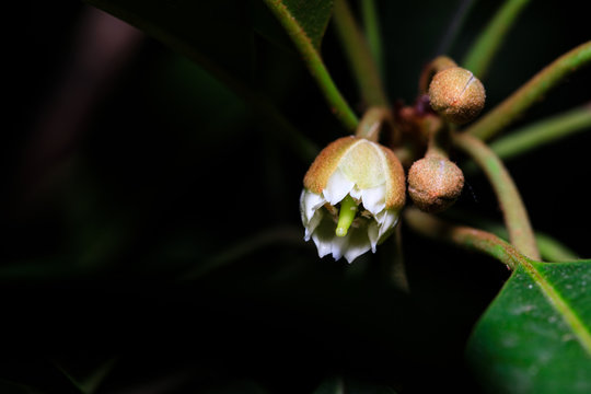 flower bloom on a chikoo tree