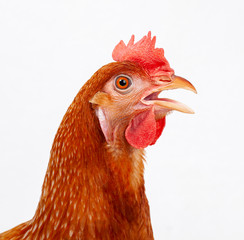 close up head of male chicken isolate white background
