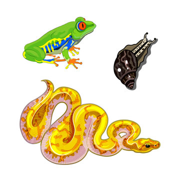 Set of exotic Pets. Frog, snake, snail. Red-eyed tree frog, banana Python, Achatina Fulica. Isolated vector images. A bright yellow snake, a frog with orange eyes, a giant lung clam.
